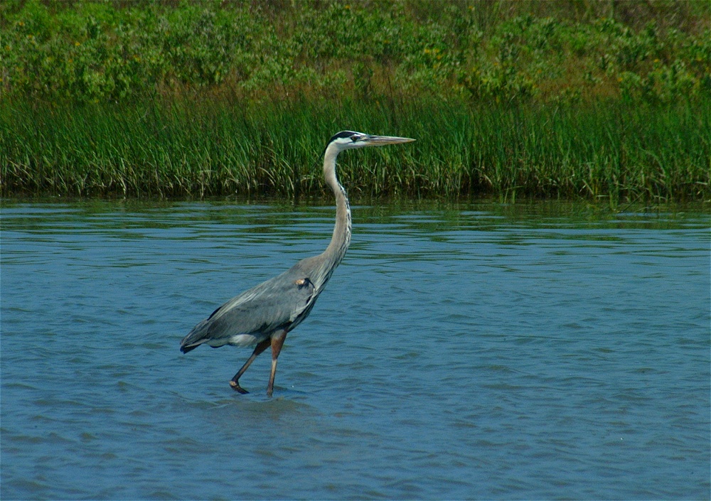(06) Dscf3330 (great blue heron).jpg   (1000x705)   327 Kb                                    Click to display next picture